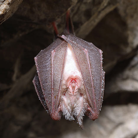 Bat hanging upside down sleeping.